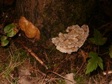 Meripilus sumstinei image