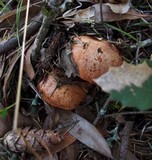 Suillus caerulescens image