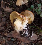 Suillus caerulescens image