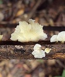 Lentinus copulatus image