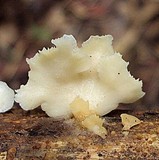Lentinus copulatus image
