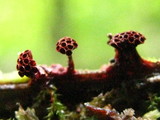 Metatrichia vesparium image