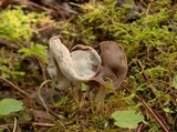 Hypomyces cervinigenus image