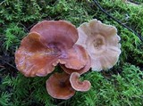 Royoporus badius image