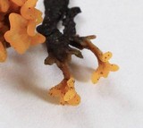 Dacryopinax spathularia image