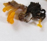 Dacryopinax spathularia image