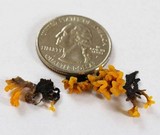 Dacryopinax spathularia image