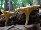 Chrysomphalina strombodes image