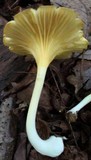 Chrysomphalina strombodes image