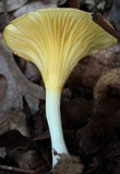 Chrysomphalina strombodes image