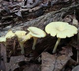 Chrysomphalina strombodes image