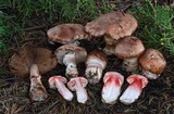 Agaricus fuscofibrillosus image