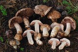 Agaricus fuscovelatus image