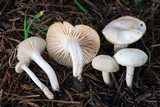 Cuphophyllus virgineus image