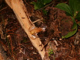 Cystoderma amianthinum image
