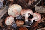 Lepiota subincarnata image