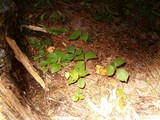 Cystoderma amianthinum image