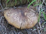 Tricholomopsis rutilans image