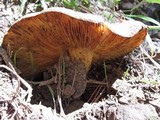 Tricholomopsis rutilans image