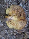 Tricholomopsis rutilans image