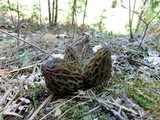 Morchella snyderi image