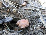 Pachylepyrium carbonicola image