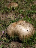 Calvatia pachyderma image