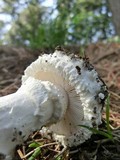 Amanita magniverrucata image