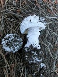 Amanita magniverrucata image