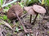 Entoloma flocculosum image