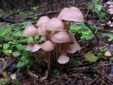 Gymnopus confluens image