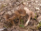 Entoloma indutoides image