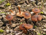 Inocybe furfurea image