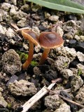 Inocybe furfurea image