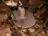 Cortinarius alboviolaceus image