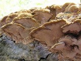 Inonotus cuticularis image