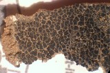 Verrucaria macrostoma f. macrostoma image