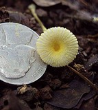 Leucocoprinus fragilissimus image