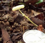 Leucocoprinus fragilissimus image