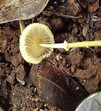 Leucocoprinus fragilissimus image