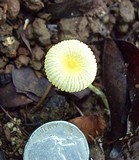 Leucocoprinus fragilissimus image