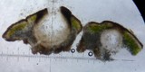 Verrucaria macrostoma f. macrostoma image