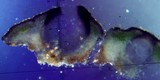 Verrucaria macrostoma f. macrostoma image