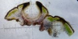 Verrucaria macrostoma f. macrostoma image