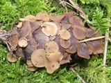 Ciboria rufofusca image