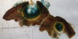 Verrucaria macrostoma f. macrostoma image