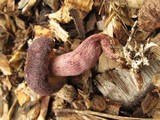 Gymnopilus luteofolius image