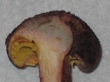 Gymnopilus luteofolius image