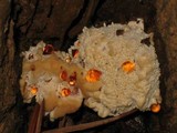 Abortiporus biennis image
