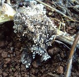 Athelia rolfsii image